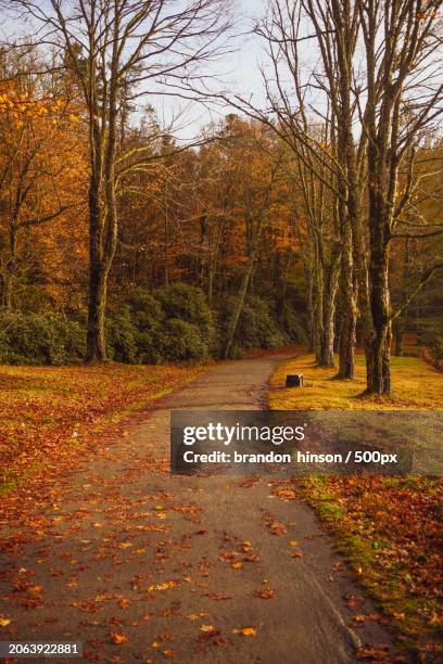 trees growing in forest during autumn,boone,north carolina,united states,usa - boone north carolina stock pictures, royalty-free photos & images