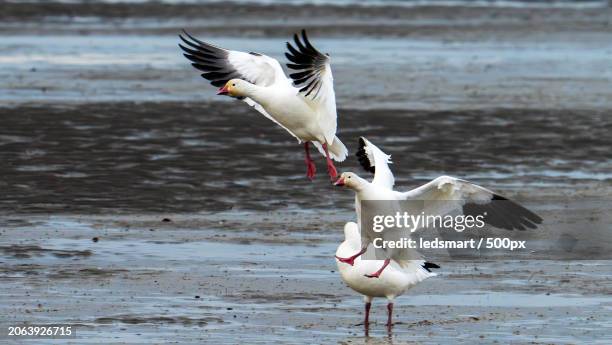 close-up of seagulls flying over sea,richmond,british columbia,canada - richmond british columbia stock pictures, royalty-free photos & images