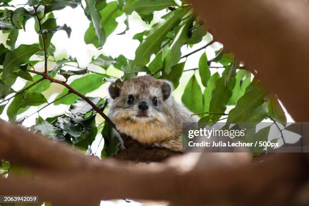low angle view of meerkat on tree - tree hyrax stock pictures, royalty-free photos & images