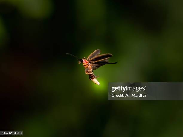 firefly in glow - pirilampo - fotografias e filmes do acervo