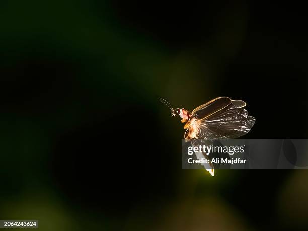 firefly in summer - fireflies stock pictures, royalty-free photos & images