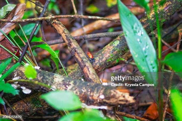 tiny red frog at rainforest: strawberry poison dart frog - puerto viejo stock pictures, royalty-free photos & images
