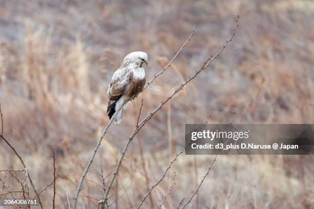 beautiful rough-legged buzzard (buteo lagopus, family comprising hawks) spitting out pellit (undigested food).

at tonegawa riverbed, gunma, japan,
photo by february 25, 2024. - puke japan stock pictures, royalty-free photos & images