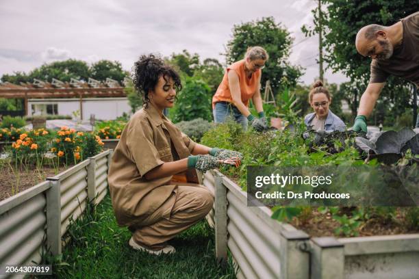 group of friends taking care of community garden - gemeinschaftsgarten stock-fotos und bilder