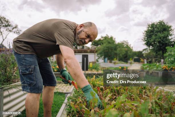 senior man in community garden - 自给自足 個照片及圖片檔