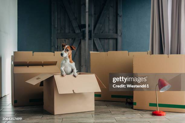 564 Dog Of Red Box Stock Photos, High-Res Pictures, and Images