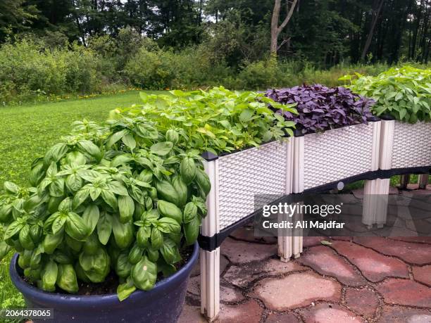 planting basil in pots in backyard - sweet woodruff stock pictures, royalty-free photos & images