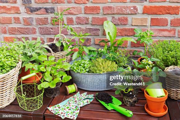 green herbs cultivated in balcony garden - spice basket stock pictures, royalty-free photos & images