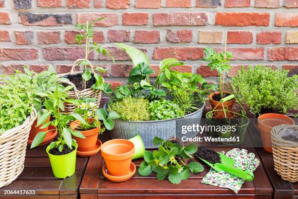 green herbs cultivated in balcony garden - spice basket stock pictures, royalty-free photos & images