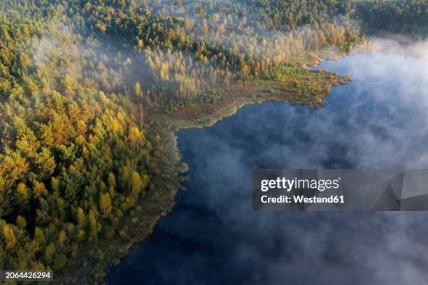 germany, bavaria, aerial view of forested lakeshore shrouded in thick morning fog - oberpfalz stock-fotos und bilder