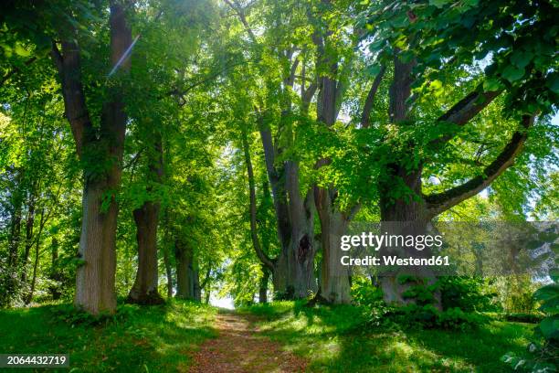 germany, thuringia, geisa, footpath in green summer park - rhön stock-fotos und bilder