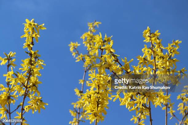 yellow splash of forsythia blooms - forsythia stock-fotos und bilder
