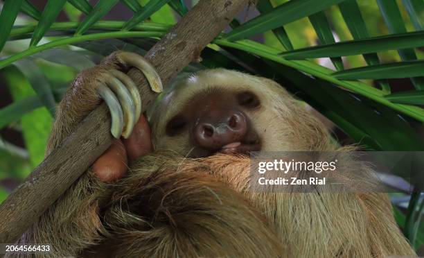 a rescued sloth in a rehabilitation shelter in panama - hoffmans two toed sloth stock-fotos und bilder