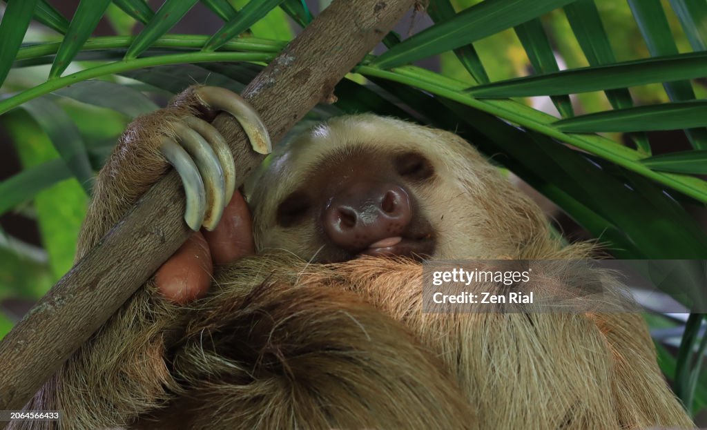 A rescued Sloth in a rehabilitation shelter in Panama