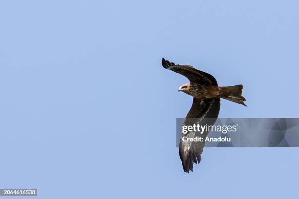 Black kite flies over the Doganpinar Dam in Oguzeli district of Gaziantep, Turkiye on March 08, 2024. In Gaziantep, one of the cities rich in bird...