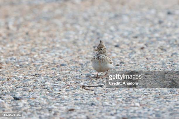 Crested lark looks for food at Doganpinar Dam in Oguzeli district of Gaziantep, Turkiye on March 08, 2024. In Gaziantep, one of the cities rich in...