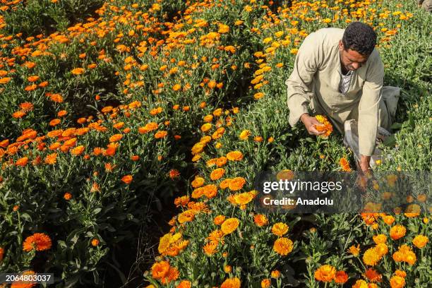 Locals, including children work in a chrysanthemum field during its harvest in Faiyum, Egypt on March 08, 2024. Usually used for medications and...