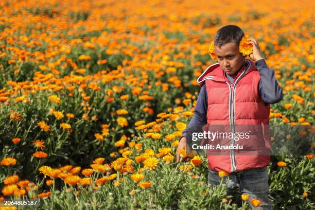 Locals, including children work in a chrysanthemum field during its harvest in Faiyum, Egypt on March 08, 2024. Usually used for medications and...