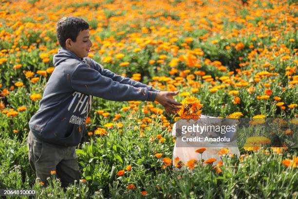 Locals, including children work in a chrysanthemum field during its harvest in Faiyum, Egypt on March 08, 2024. Usually used for medications and...