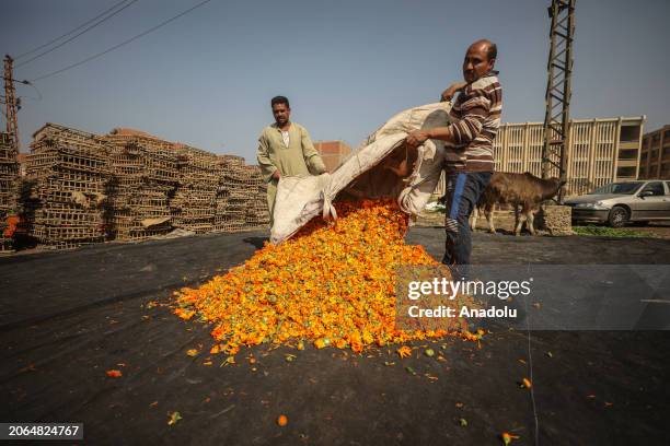 Locals, including children work in a chrysanthemum field during its harvest in Faiyum, Egypt on March 08, 2024. Usually used for medications and...