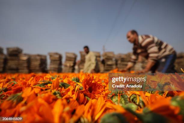 Locals, including children work in a chrysanthemum field during its harvest in Faiyum, Egypt on March 08, 2024. Usually used for medications and...