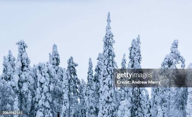 white snow covered tree tops sky winter finland - treetop stock pictures, royalty-free photos & images