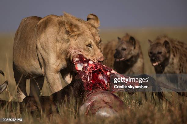 lion eating wildebeest in nature. - dead animal stock pictures, royalty-free photos & images