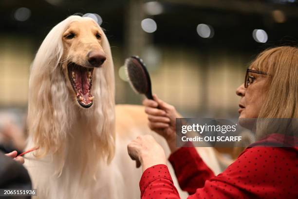 An Afghan hound is groomed before being judged on the last day of the Crufts dog show at the National Exhibition Centre in Birmingham, central...