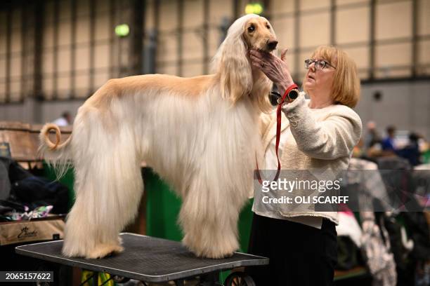 An Afghan hound is groomed before being judged on the last day of the Crufts dog show at the National Exhibition Centre in Birmingham, central...