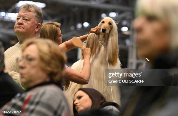 An Afghan hound is groomed before being judged on the last day of the Crufts dog show at the National Exhibition Centre in Birmingham, central...