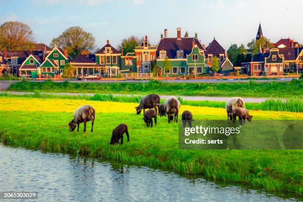 view of a dutch windmill and sheep feed in the field at sunrise in zaanse schans, the netherlands town on sunny early morning spring day - zaanse schans stockfoto's en -beelden