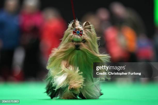 Yorkshire terrier takes to the parade ring during crufts at the National Exhibition Centre on March 07, 2024 in Birmingham, England. Over 24,000 dogs...