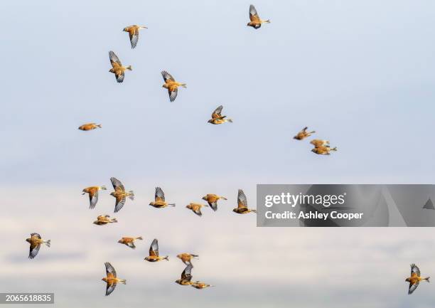 a flock of linnet, linaria cannabina on islay, scotland, uk. - pintarroxo comum - fotografias e filmes do acervo