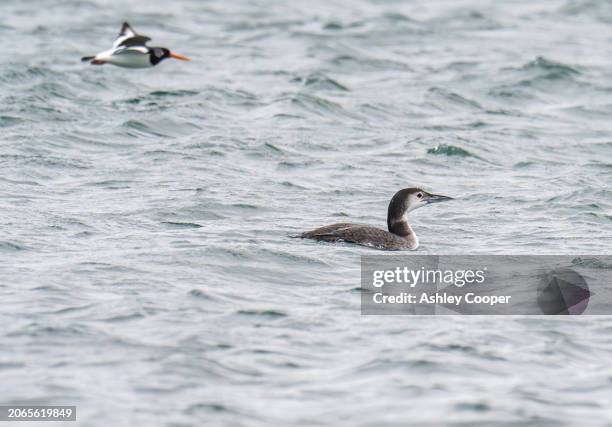 great northern diver, gavia immer on loch gruinart on islay, scotland, uk. - loch gruinart stock pictures, royalty-free photos & images