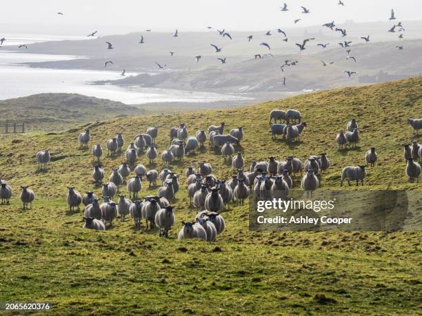 a flock of sheep with common gulls at ardnave point on loch gruinart, islay, scotland, uk. - loch gruinart stock pictures, royalty-free photos & images