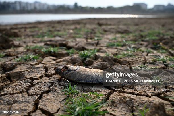 Fish carcass is pictured at the arid Nallurahalli lake of Whitefield in Bengaluru on March 10, 2024.