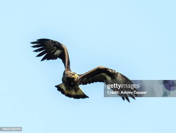 a golden eagle, aquila chrysaetos on islay, scotland, uk. - golden eagle stock pictures, royalty-free photos & images