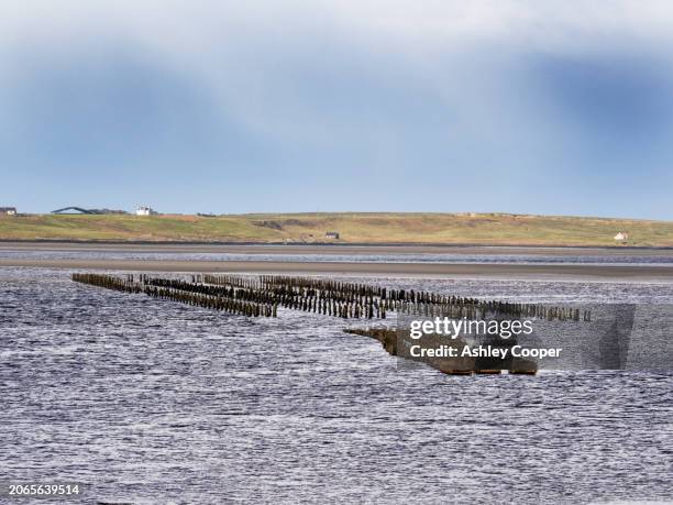 an oyster farm in loch gruinart on islay, scotland, uk. - loch gruinart stock pictures, royalty-free photos & images