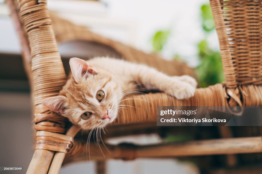 Cute ginger cat on chair