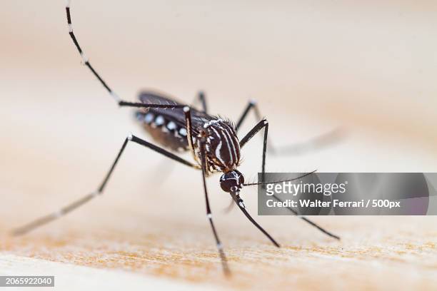 close-up of insect on sand - virus zika fotografías e imágenes de stock