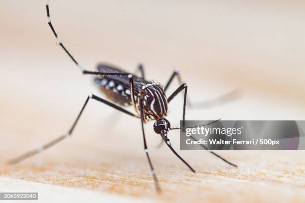 close-up of insect on sand - zika virus stock pictures, royalty-free photos & images