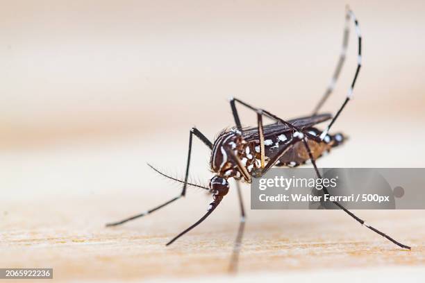 438 Pest Doctor Stock Photos, High-Res Pictures, and Images - Getty Images