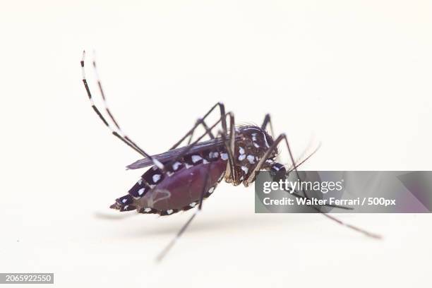 438 Pest Doctor Stock Photos, High-Res Pictures, and Images - Getty Images