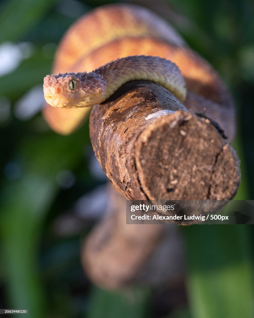 Close-up of lizard on plant