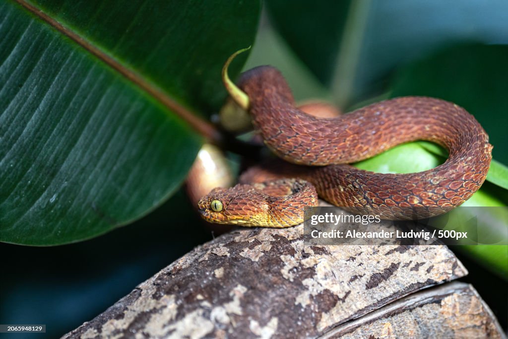 Close-up of viper on tree