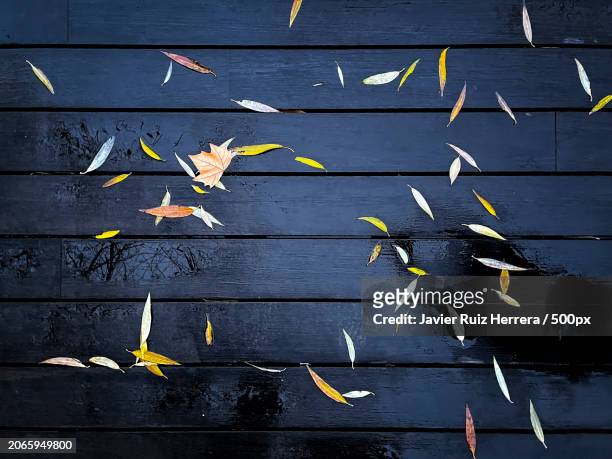 high angle view of boardwalk with leaves on wooden table - paisaje urbano stock-fotos und bilder