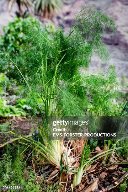 fennel plant in community, organic garden - fennel seed stock pictures, royalty-free photos & images