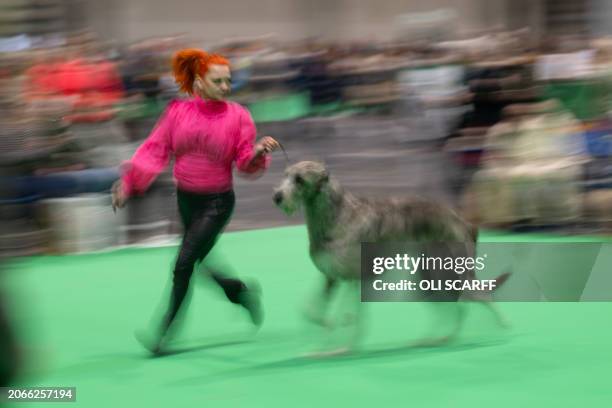 An Irish Wolfhound is judged on the last day of the Crufts dog show at the National Exhibition Centre in Birmingham, central England, on March 10,...