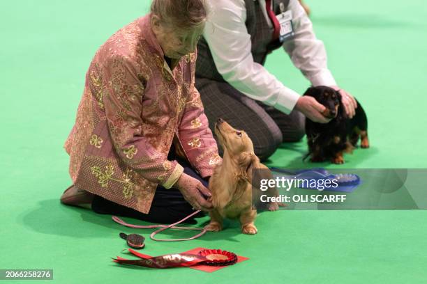 Miniature Long-Haired Dachshunds is judged on the last day of the Crufts dog show at the National Exhibition Centre in Birmingham, central England,...