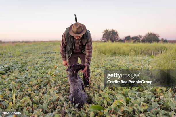 the hunter's faithful companion - hunting dog stock pictures, royalty-free photos & images